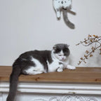 Custom Cat Clock | Personalized Moving Belly Up Clock with Wagging Tail for Cats